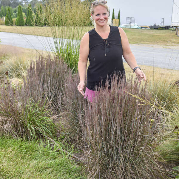 0-grass_Schizachyrium_scoparium_Brush_Strokes_2.jpg