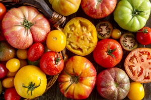 Tomato Plant Catalogue