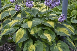 Hosta Catalogue
