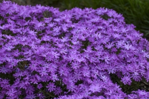 Phlox Catalogue