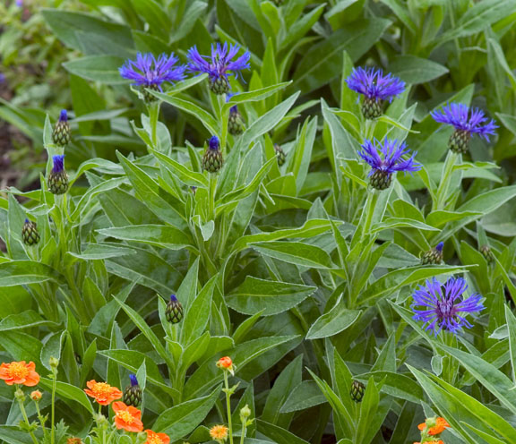 0 centaurea montana blue walters