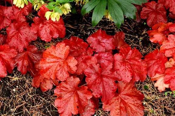 1 heuchera fire alarm 4