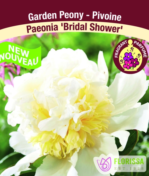 Peony 'Bridal Shower' New 2023