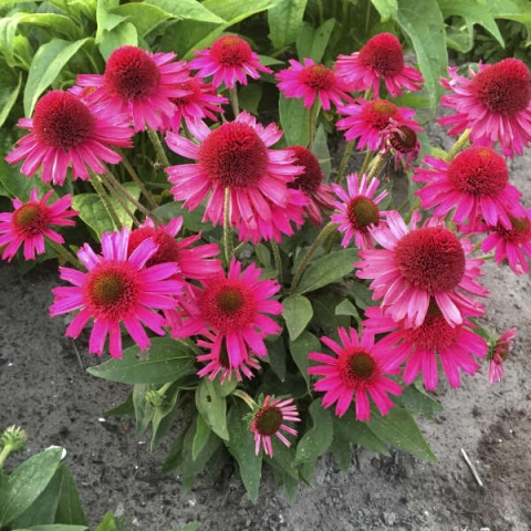 Echinacea 'Delicious Candy'