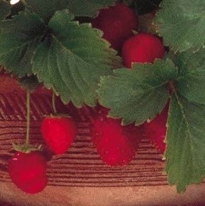 Strawberry 'Elan'