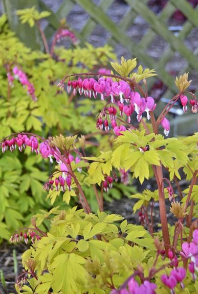 Dicentra 'Gold Heart' 