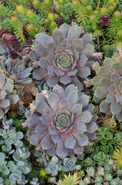 Hens and Chicks 'Pacific Blue Ice' 