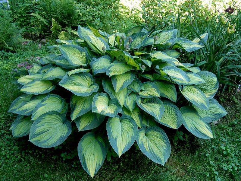 Paul's Glory, Hosta