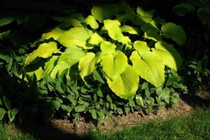 Great Lakes Gold, Hosta