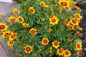 Coreopsis 'Uptick Gold and Bronze' 