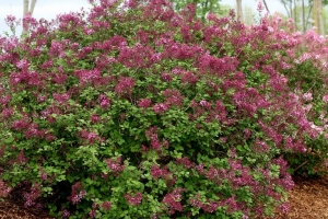 Syringa (Lilac) 'Bloomerang Dark Purple'