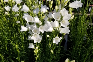 Campanula Persicifolia 'White'