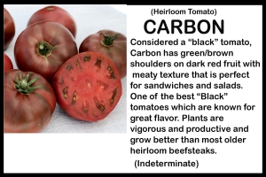 Tomato 'Carbon'
