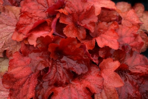 Heuchera 'Fire Alarm' 