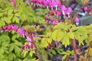 Dicentra 'Gold Heart' 