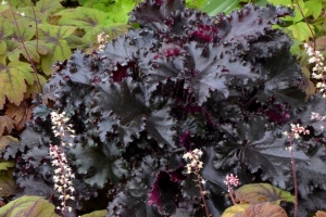 Heuchera 'Black Taffeta' 