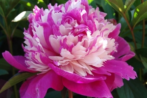 Peony 'Celebrity' 