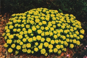 Euphorbia 'Polychroma'