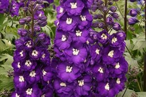 Delphinium 'Purple Passion' 