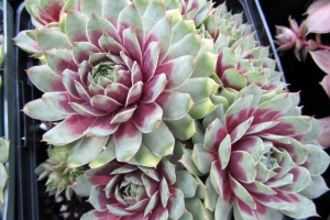 Hens and Chicks 'Ruby Heart' 
