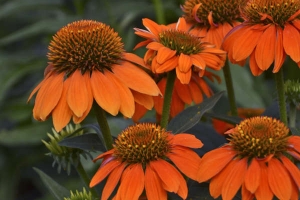 Echinacea 'Sombrero Adobe Orange' 