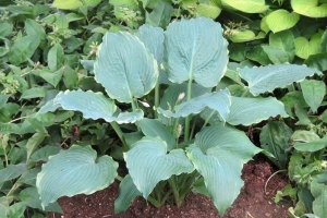 Triple Ripple, Hosta