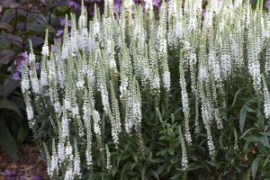 Veronica 'White Wands' 