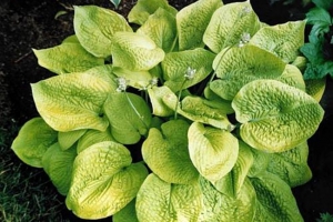 Zounds, Hosta 