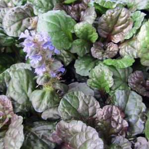 Ajuga 'Black Scallop'
