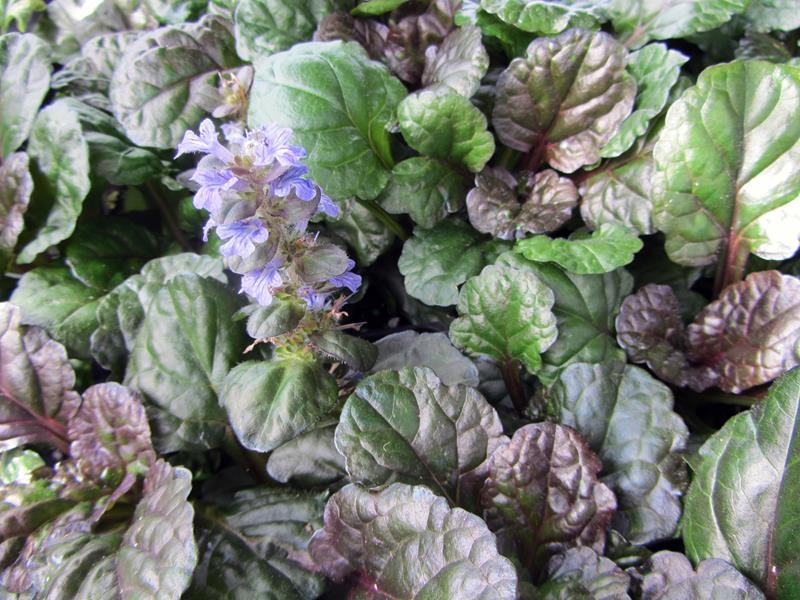 Ajuga 'Black Scallop'