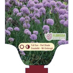 Allium 'Blue Eddy' New 2025
