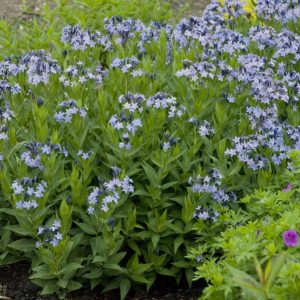 Amsonia 'Blue Ice' New 2025