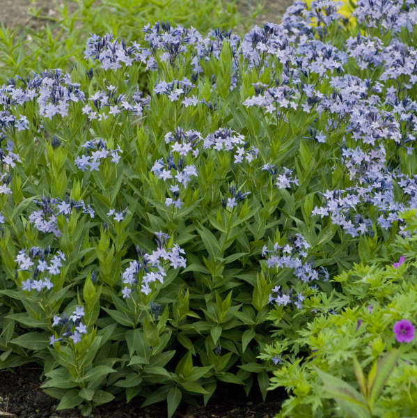 Amsonia 'Blue Ice' New 2025