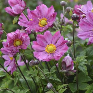 Anemone 'Curtain Call Deep Rose'