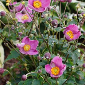 Anemone 'Jasmine' New 2025