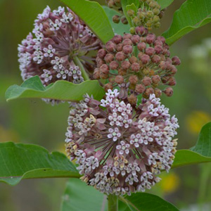 Asclepias 'Syriaca'