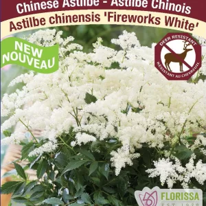 Astilbe 'Fireworks White' New 2024