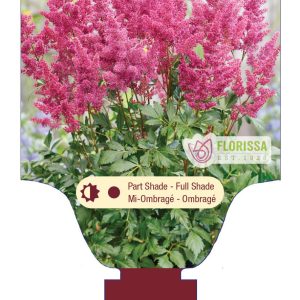 Astilbe 'Go Go Red' New 2025
