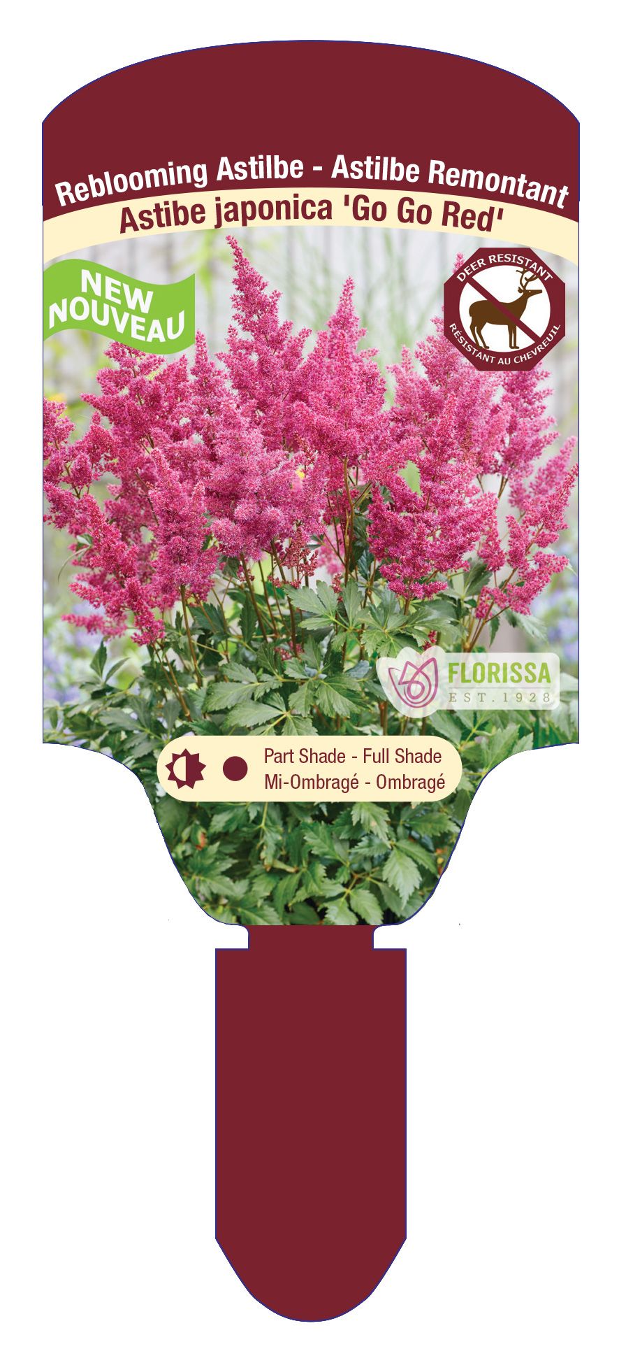 Astilbe 'Go Go Red' New 2025