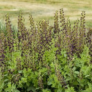 Baptisia 'Dark Chocolate' New 2025