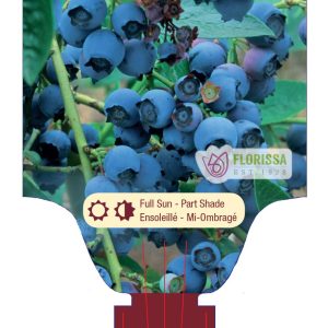 Blueberry 'Blue Crop' New 2025