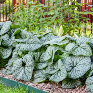 Brunnera 'Jack of Diamonds'
