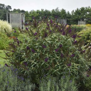 Buddleia 'Dark Dynasty' New 2025