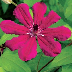 Clematis Vine 'Allanah' New 2025