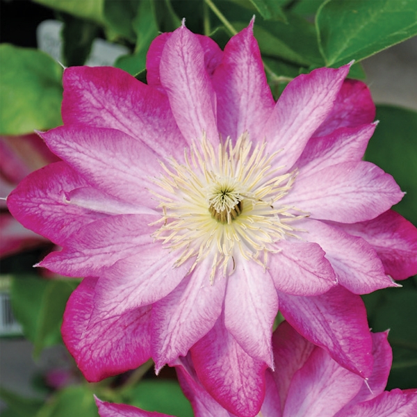 Clematis Vine 'Asao' New 2025