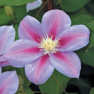 Clematis Vine 'Barbara Jackman' New 2026