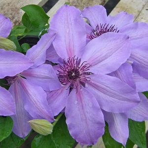 Clematis Vine 'Blue Ravine' New 2026