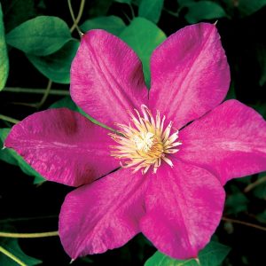 Clematis Vine 'Crimson Star' New 2024