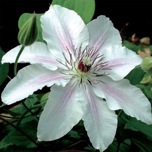 Clematis Vine 'Fair Rosamund' New 2026