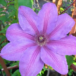 Clematis Vine 'Horn of Plenty' New 2024